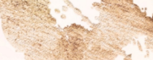 صورة جيبارليس لذر وود اكستريم بارفيوم 100مل نسائي رجالي