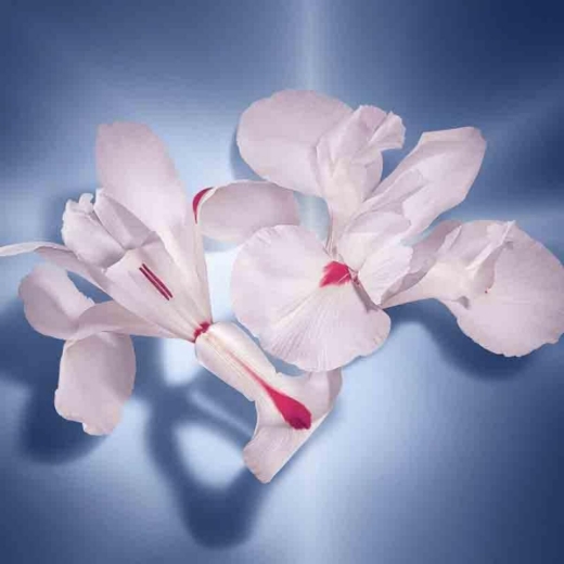 صورة لانكوم لابيلا اس تي بيل بارفيوم للشعر 30مل نسائي