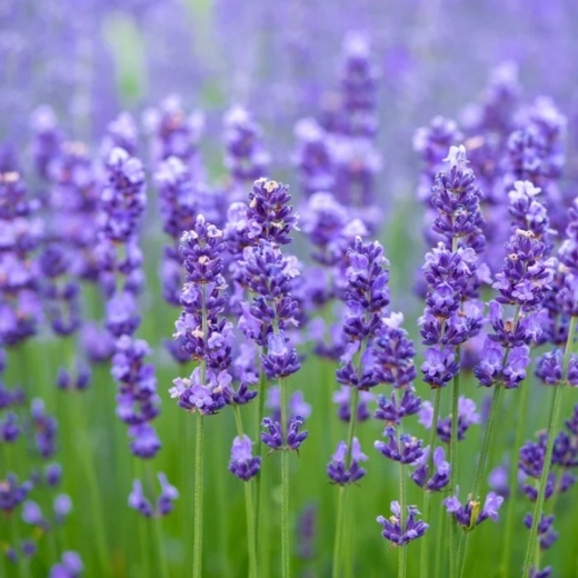 صورة دي اند ذا ون جنتل مان عطر 50مل رجالي