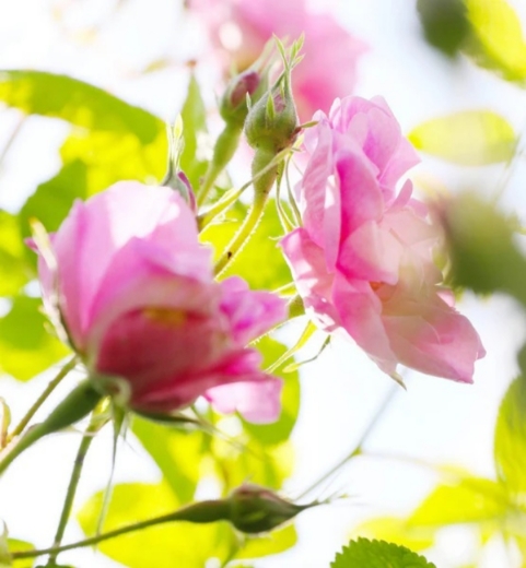 صورة ديور مس ديور بارفيوم 100مل نسائي