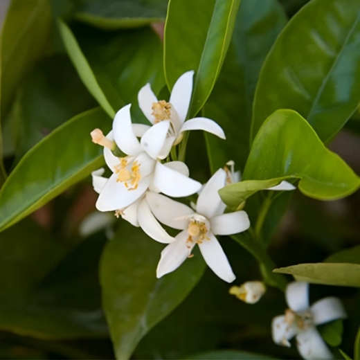 صورة جيرلان سمسارا بارفيوم 100مل نسائي