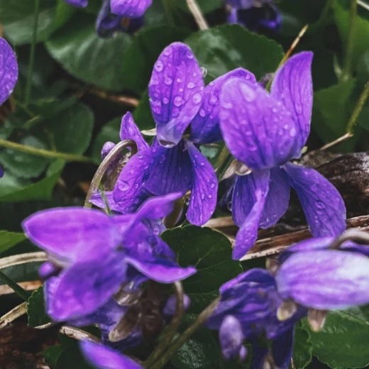 صورة مانسيرا بربيل فلورز بارفيوم 120مل نسائي رجالي