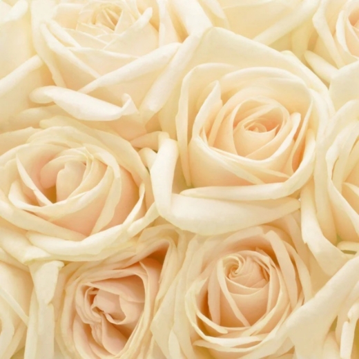 صورة بربري ويك اند بارفيوم 100مل نسائي