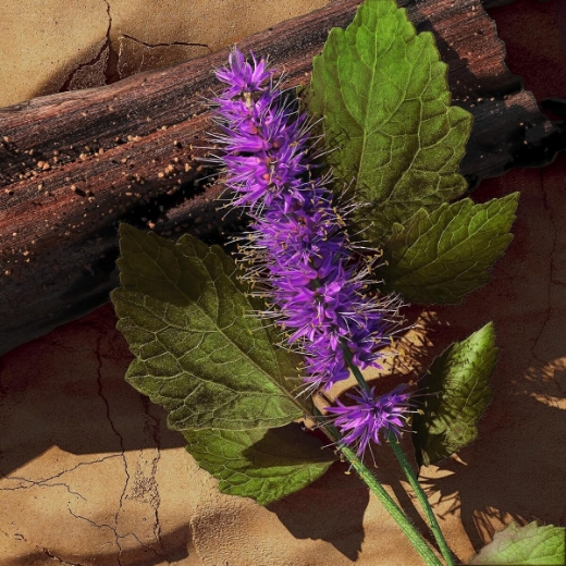 صورة دافيدوف زينو عطر 125مل رجالي