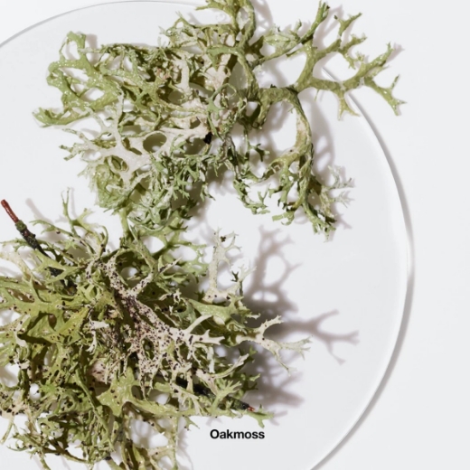 صورة كلينكي رماتيكس اليكسر بارفيوم 100مل نسائي