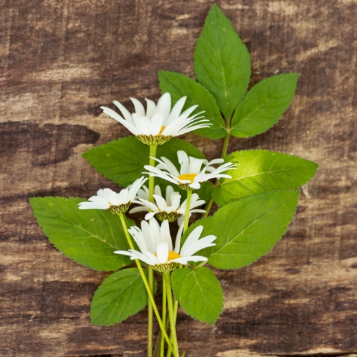 صورة دزني جروت طقم ولادي