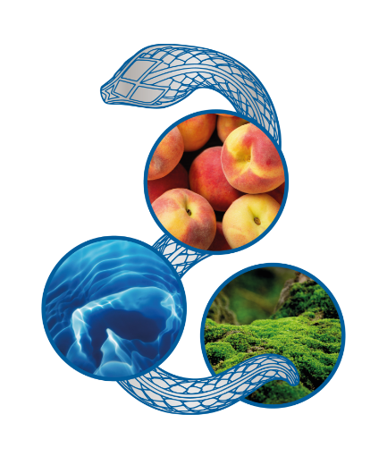 صورة روبيرتو كفالي جست كفالي دارنج عنبر هير سبريه & بدي سبريه 250مل