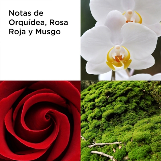 صورة اليزبث اردن ريد دور ريفيلد 100 مل